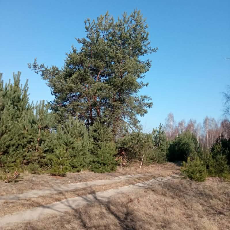 Działka budowlana Stanisławów, Skrajna. Zdjęcie 1