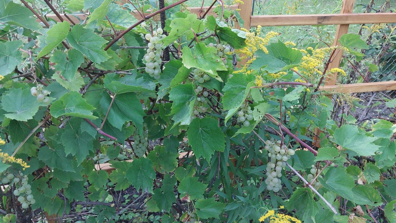 Działka rod Jelonek. Zdjęcie 7