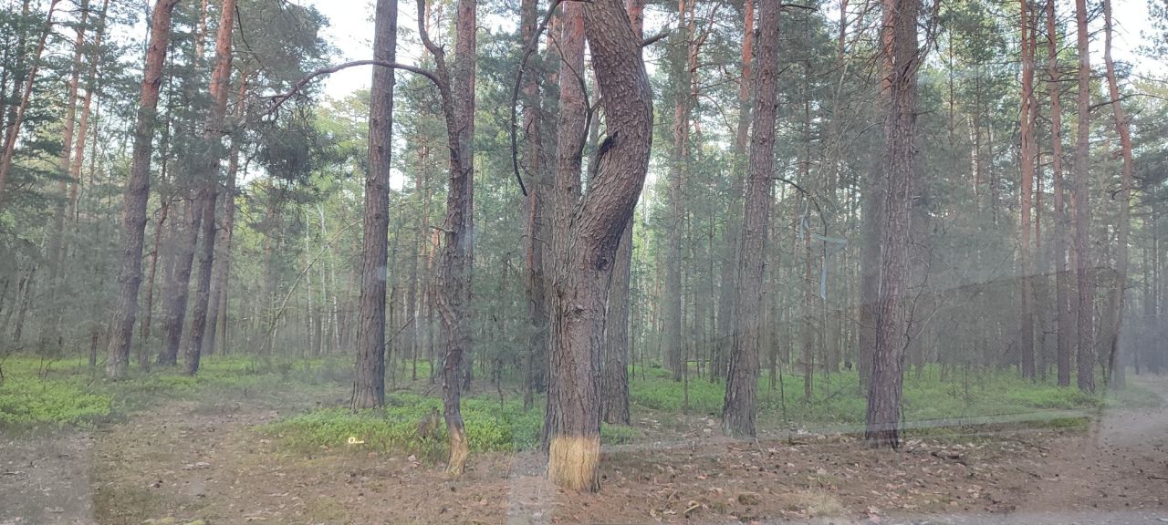 Działka leśna Giedlarowa. Zdjęcie 3