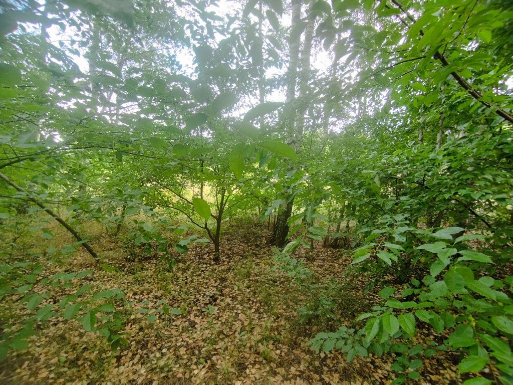 Działka budowlana Tomczyn. Zdjęcie 14