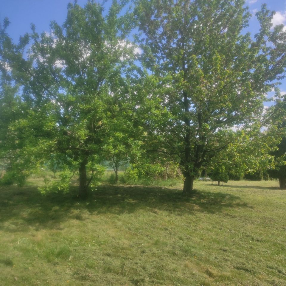 Działka rod Gliwice Łabędy. Zdjęcie 2