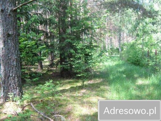 Działka leśna Lipowy Most. Zdjęcie 4