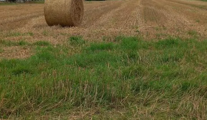 Działka budowlana Tarnowskie Góry Repty, ul. ks. Henryka Renka