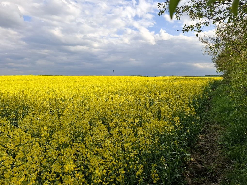 Działka rolna Witoldów. Zdjęcie 1