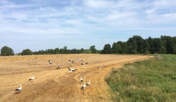 Działka rolno-budowlana Rzewnowo