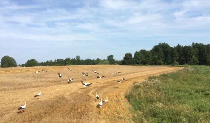 Działka rolno-budowlana Rzewnowo