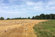 Działka rolno-budowlana Rzewnowo