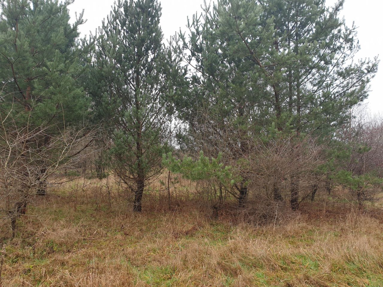 Działka inwestycyjna Charnowo. Zdjęcie 8