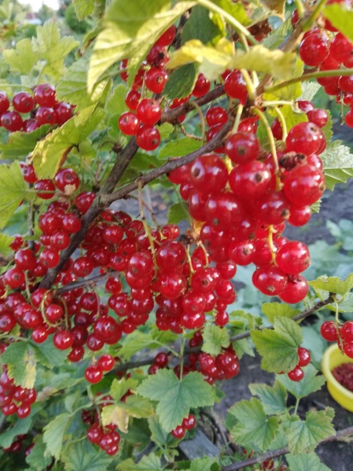 Działka rod Ostrów Wielkopolski, ul. Gorzycka. Zdjęcie 6