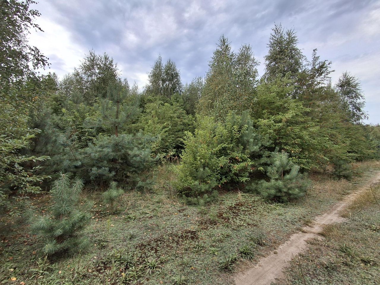 Działka rolna Nowa Wieś. Zdjęcie 3