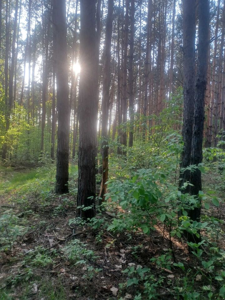 Działka leśna Wola Wadowska. Zdjęcie 6