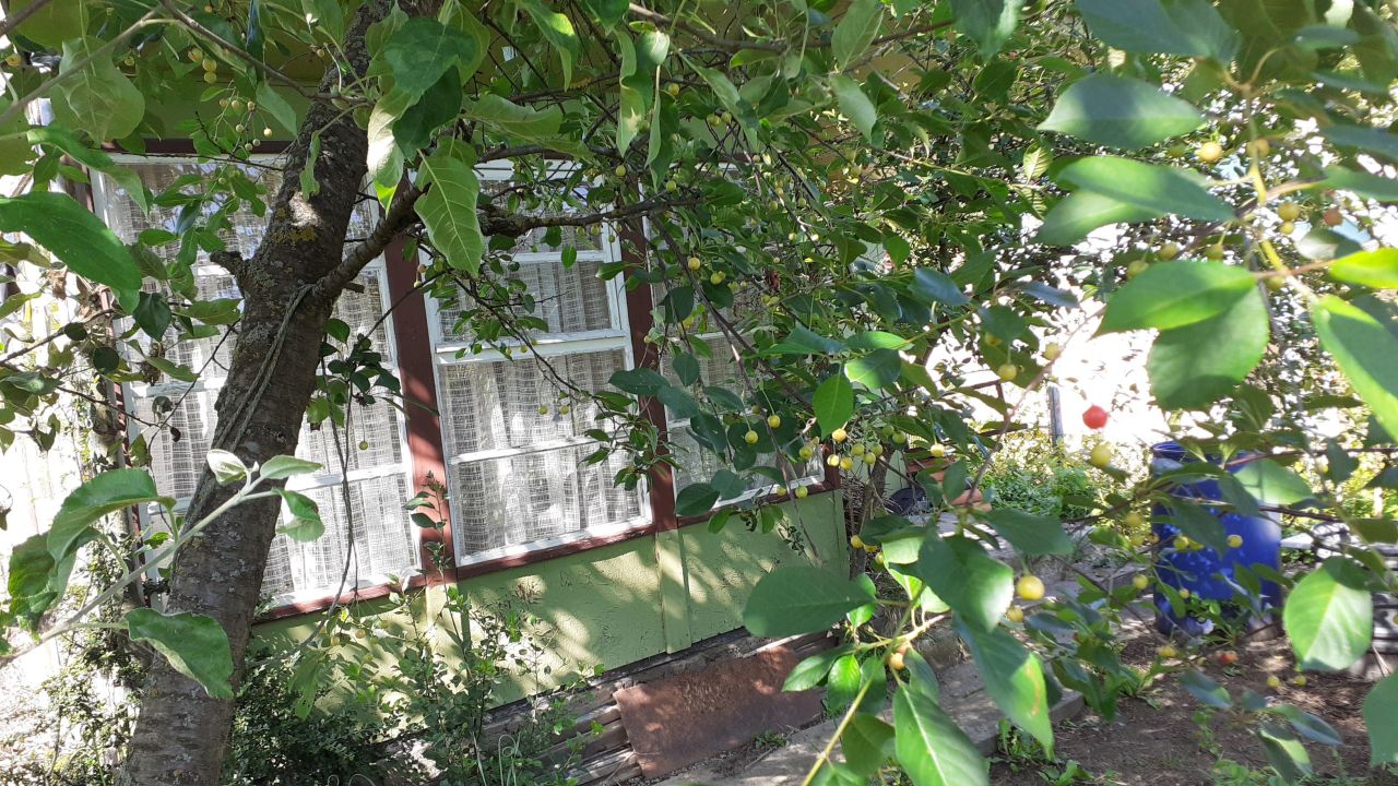 Działka rod Szczecin Krzekowo, ul. Wronia. Zdjęcie 2