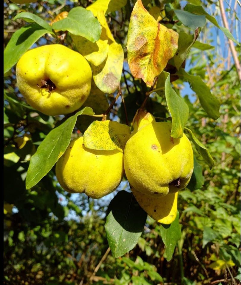 Działka rod Warszawa Siekierki, ul. Antoniewska. Zdjęcie 4