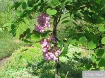 Działka rod Krasnystaw, ul. Grobla. Zdjęcie 3