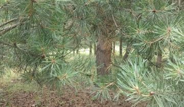 Działka budowlana Kożuszki-Parcel