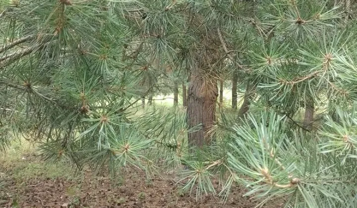 Działka budowlana Kożuszki-Parcel