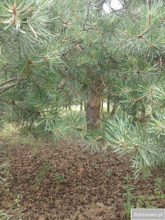 Działka budowlana Kożuszki-Parcel