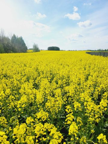 Działka rolno-budowlana Grabowa. Zdjęcie 1