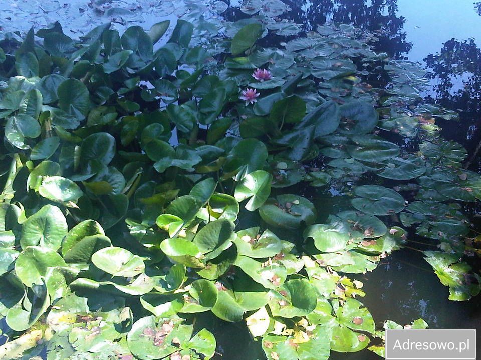 Działka inwestycyjna Hola. Zdjęcie 4