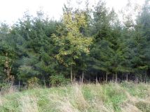 Działka rolna Pewel Wielka Garleje. Zdjęcie 4