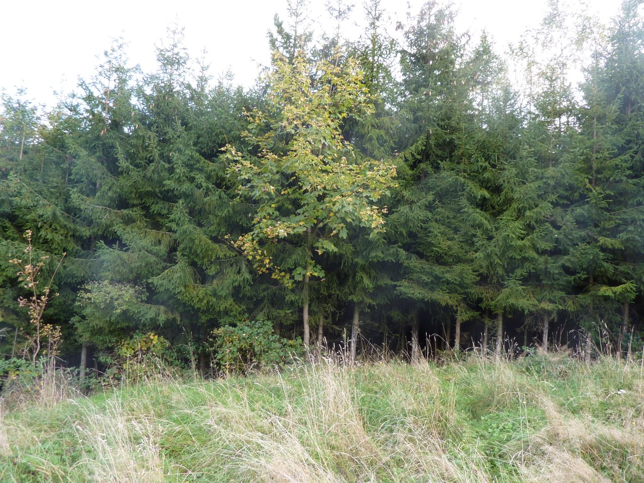 Działka rolna Pewel Wielka Garleje. Zdjęcie 5