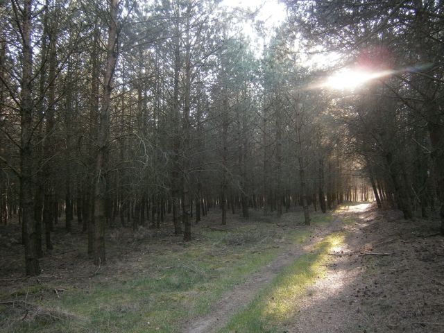 Działka leśna Stara Wiśniewka. Zdjęcie 1