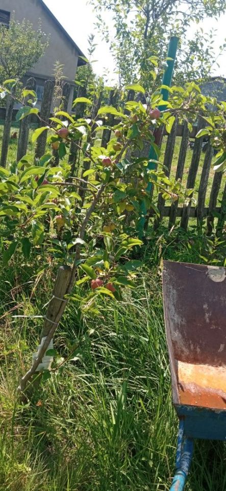 Działka budowlana Golasowice, ul. Cz. Miłosza