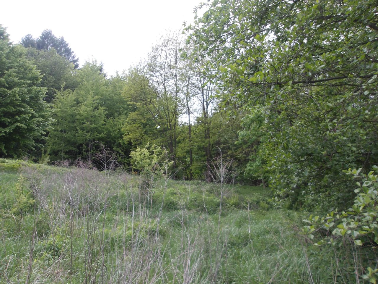 Działka rekreacyjna Kobylany Łączki, ul. Konwaliowa. Zdjęcie 3