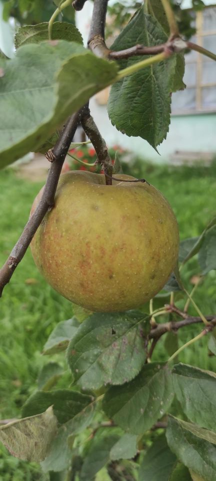 Działka rod Koszalin Jamno, ul. Aleja Europejska. Zdjęcie 12