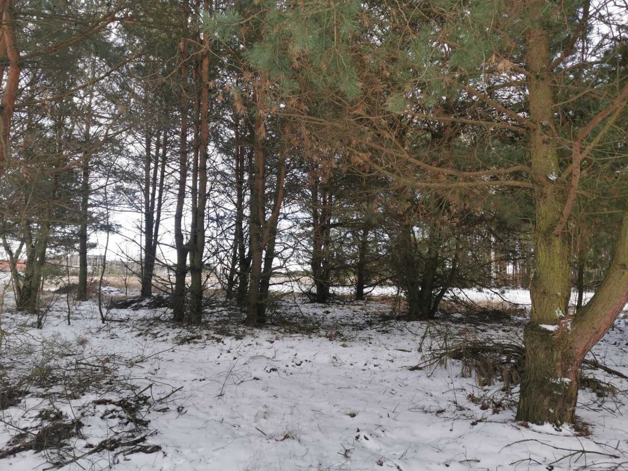 Działka leśna Nowy Jasieniec Iłżecki. Zdjęcie 2