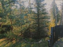 Działka leśna Moczalec. Zdjęcie 1