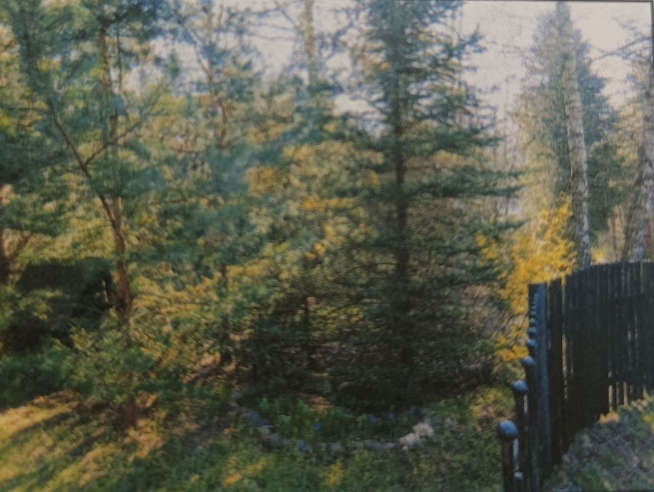 Działka leśna Moczalec. Zdjęcie 2