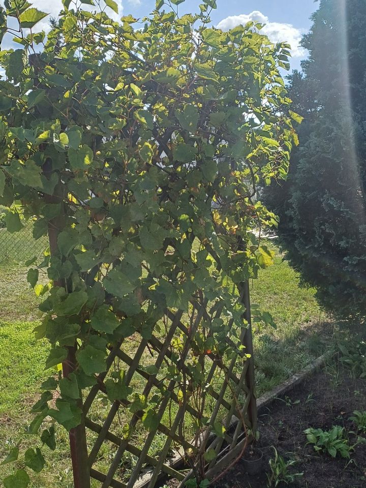 Działka rod Solec Kujawski. Zdjęcie 4