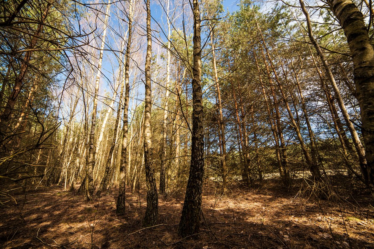 Działka budowlana Celiny. Zdjęcie 12