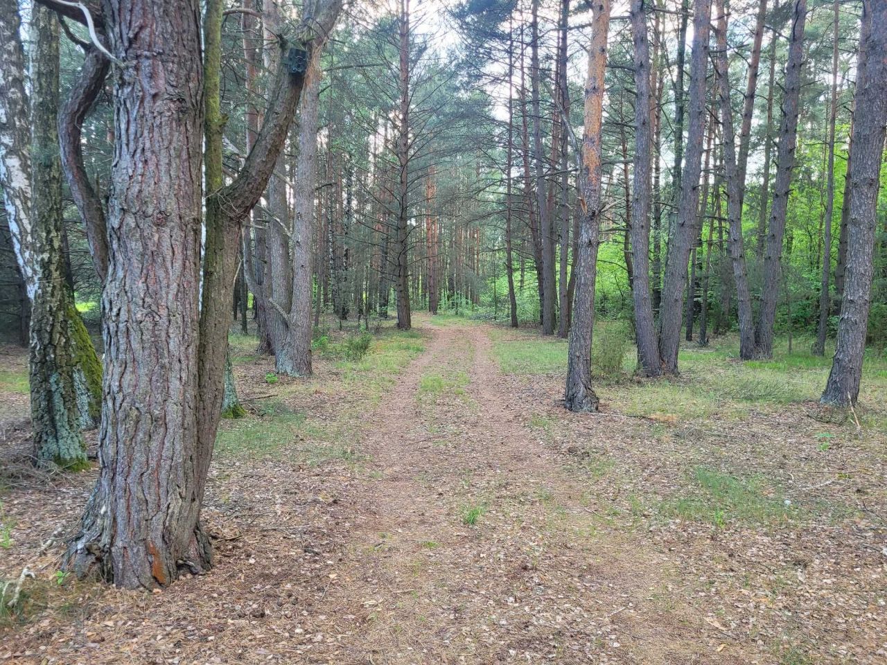 Działka Daniłówka Pierwsza. Zdjęcie 8