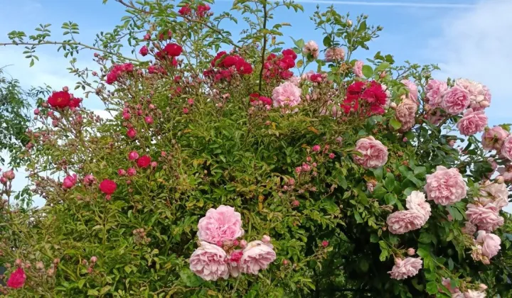 Działka rod Niekłonice