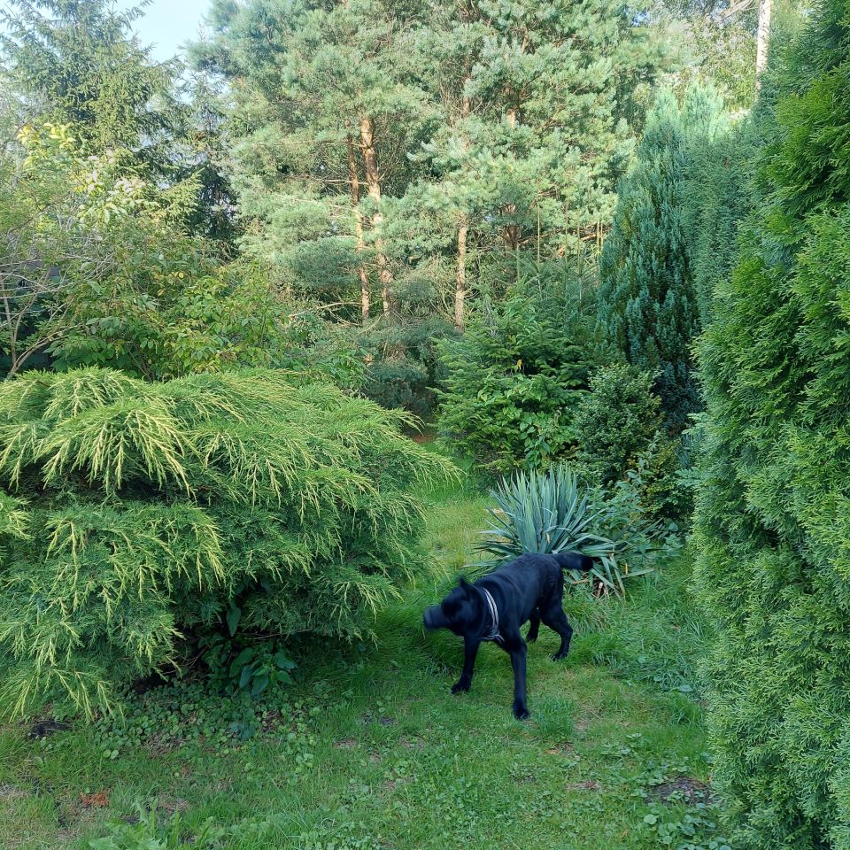 dom wolnostojący, 3 pokoje Proszowa. Zdjęcie 18