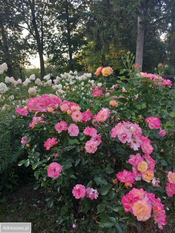 dom wolnostojący, 3 pokoje Ostrów. Zdjęcie 3