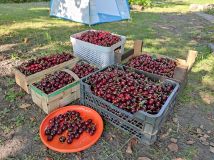 Działka rod Wrocław Ołtaszyn. Zdjęcie 4