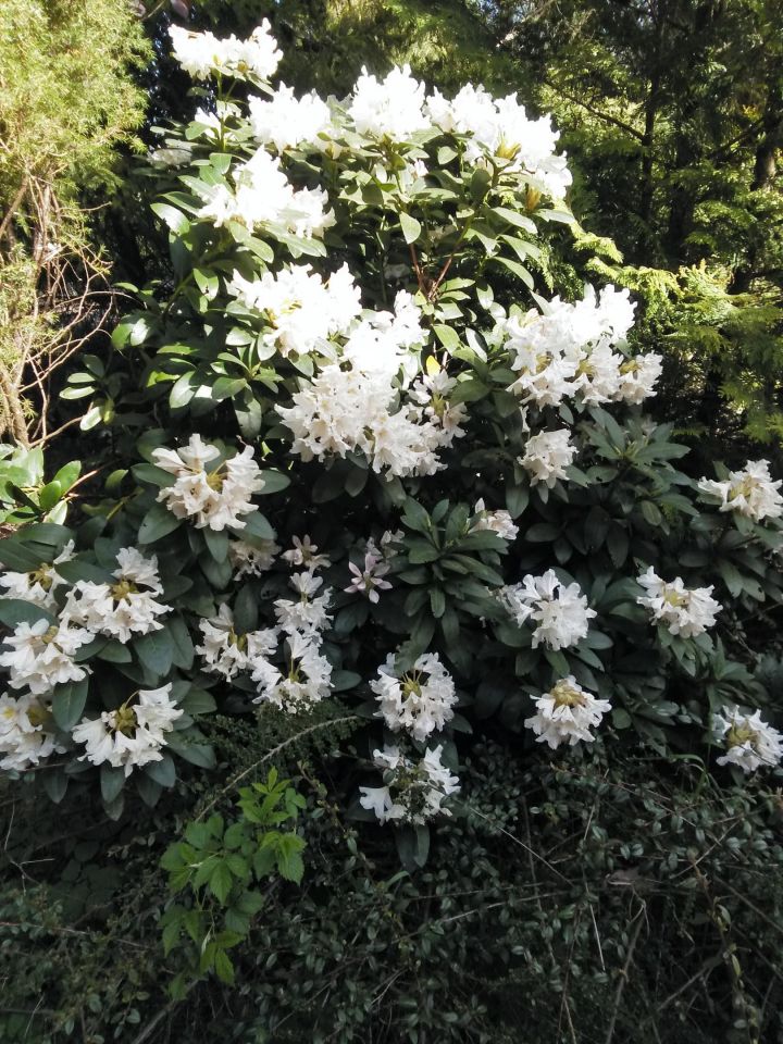 dom wolnostojący, 6 pokoi Skorzewo. Zdjęcie 23