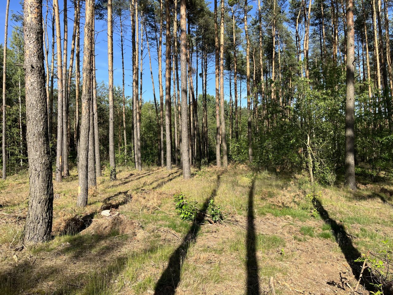 Działka leśna Kowale Kiczmachów, ul. Ożarowska. Zdjęcie 6