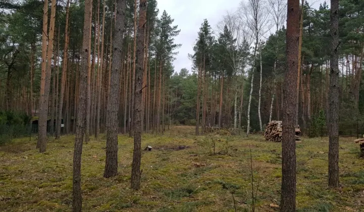 Działka leśna Skurcza