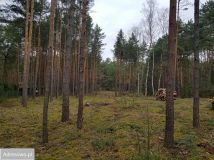 Działka leśna Skurcza