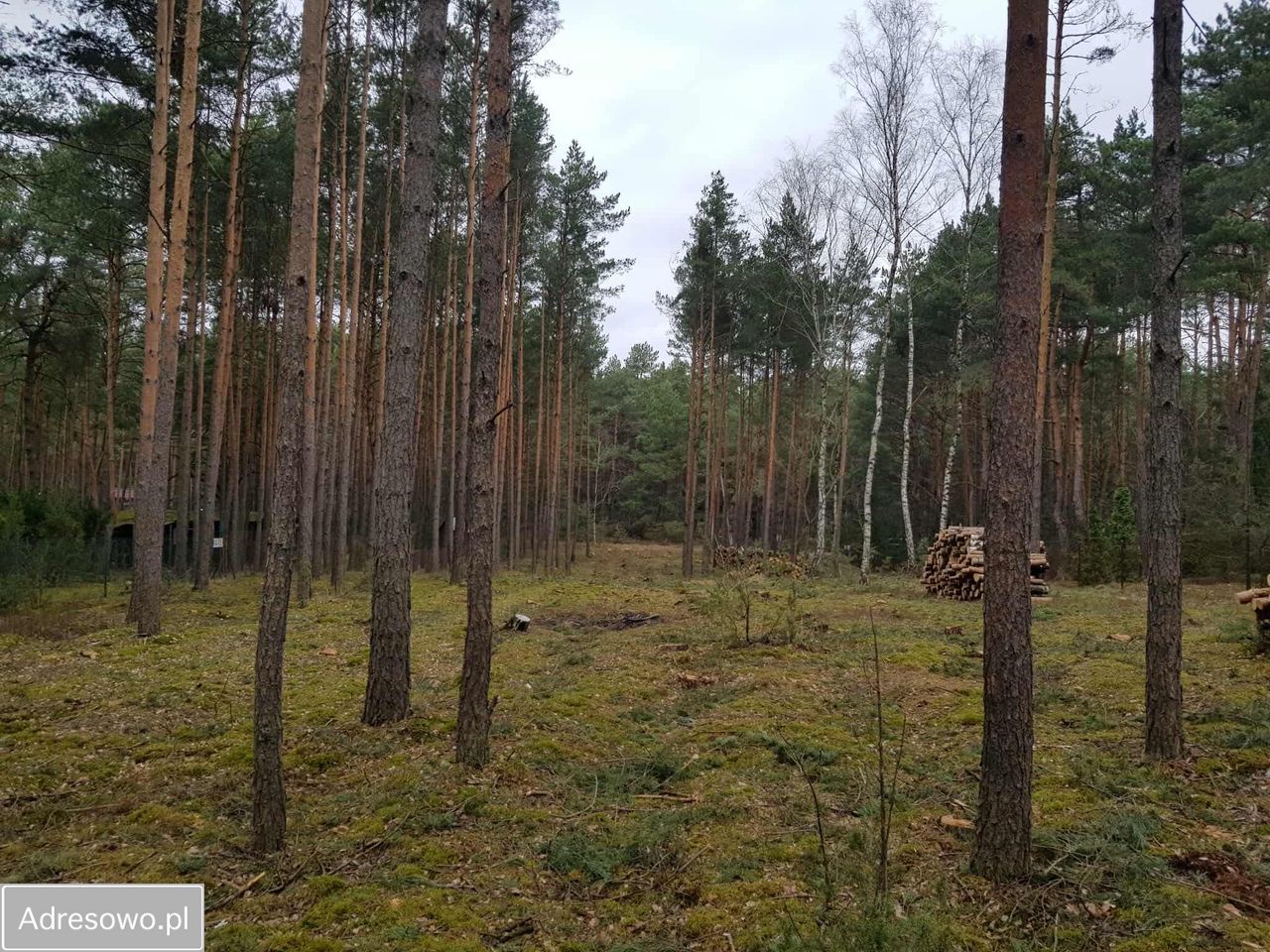Działka leśna Skurcza