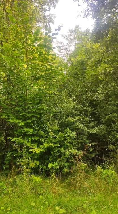 Działka Gąsawy Plebańskie. Zdjęcie 8