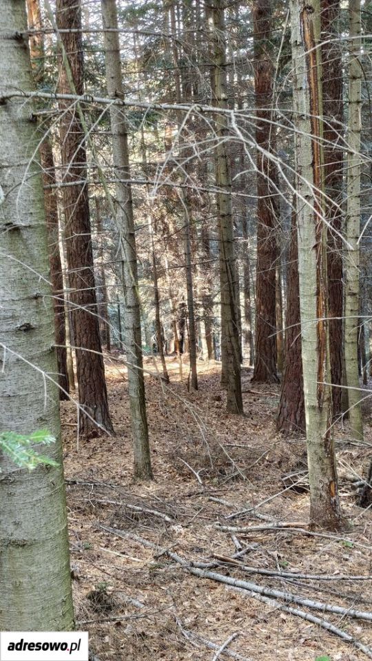 Działka leśna Wronowice. Zdjęcie 5