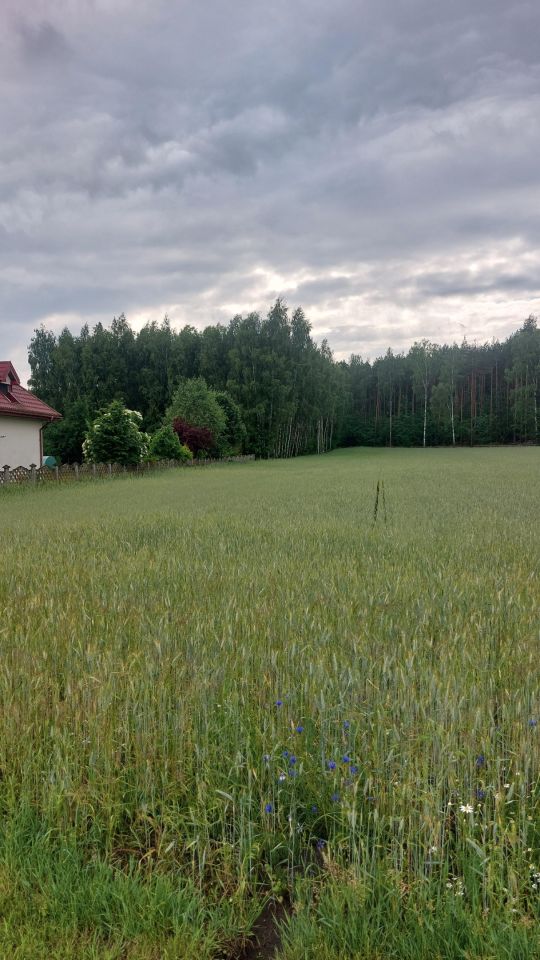 Działka budowlana Kalinowo. Zdjęcie 8