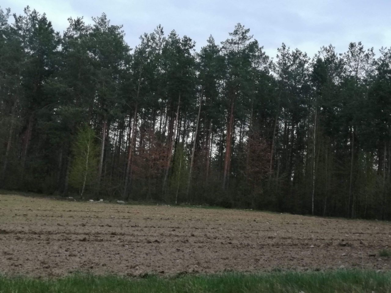 Działka rolna Rogawka. Zdjęcie 2