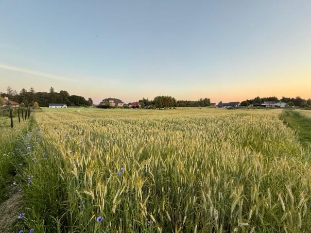 Działka budowlana Nowa Wieś. Zdjęcie 14