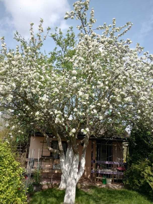 Działka rekreacyjna Oleśnica, ul. Wileńska. Zdjęcie 3